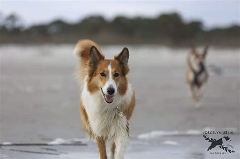 How Smart Are Rough Collies? | Collie Chatter