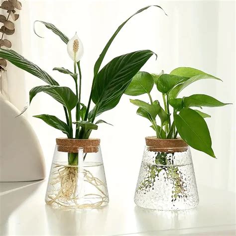 Yolowe Home Small Modern Clear Glass Vase Art Deco Design Hydroponic Plant Container Desktop