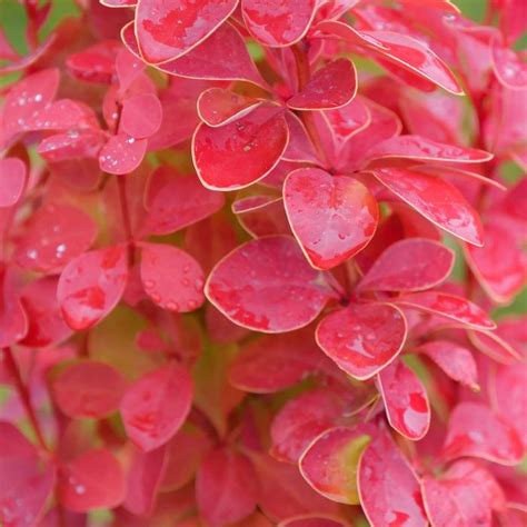 Berberis Thunbergii Sunjoy Orange Pillar® Ncbt3 Barberry Garden Center Marketing