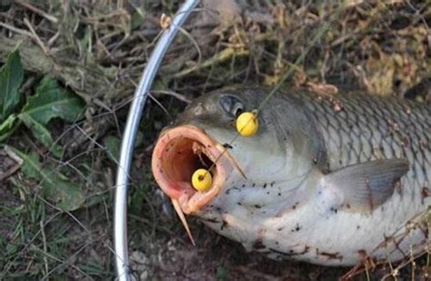 釣魚達人都用這2個方法釣鯉魚，你還覺得釣鯉魚很難麼？ 每日頭條