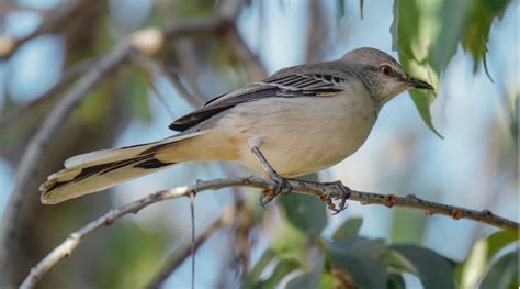 El Cenzontle El Canto Al Amanecer El Pájaro De 400 Voces