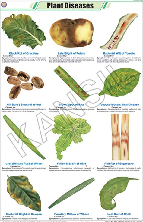 Full Color Art Paper Laminated Plant Diseases For Botany Chart, | ID ...