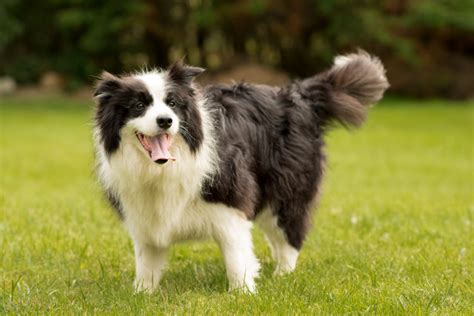 Irish Border Collie