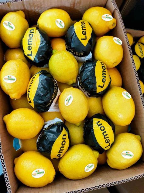 Export Citrus Lemon Egypt Tops World In Lemon Exports