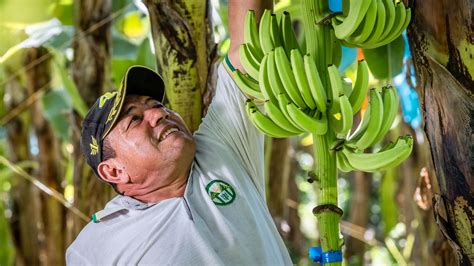 ‘A fighting chance’: how banana farmers are confronting climate change - Fairtrade