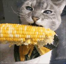 Cat Corn Westonrry GIF - Cat corn Westonrry Cat munching - Discover & Share GIFs