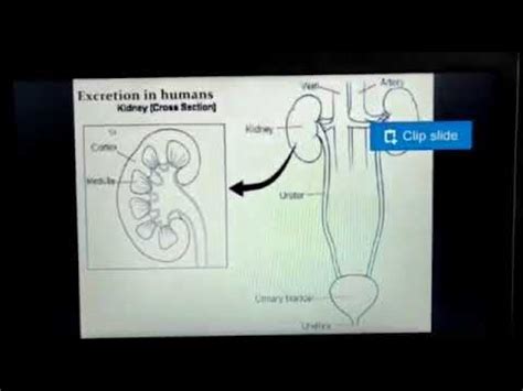 Class X Biology Life Processes Excretion In Human Being Youtube