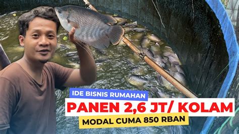 Peluang Bisnis Untung Jutaan Dari Budidaya Pembesaran Ikan Gurame Di