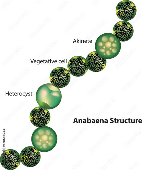 Anabaena Under Microscope Labeled