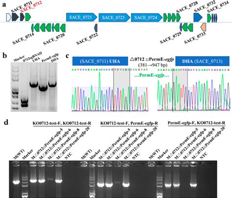 Crispr Cas9 Mediated Sace0712 Knockout And Knock In Perme Egfp Using