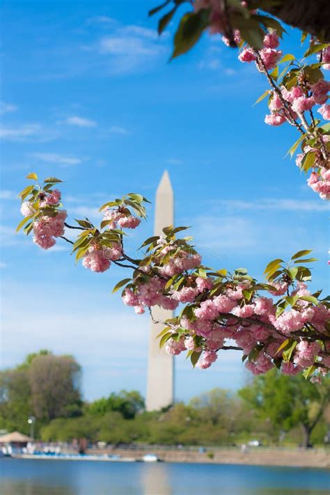 Washington Monument With Cherry Blossoms Stock Photo Image Of Cherry