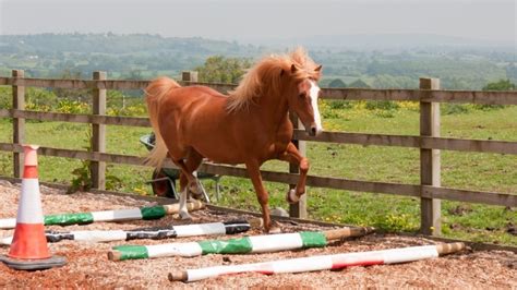 Schooling Exercises For Green Horses Getting Started Select Show Horses