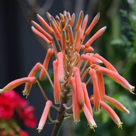 Usos De La Flor Del Aloe Vera