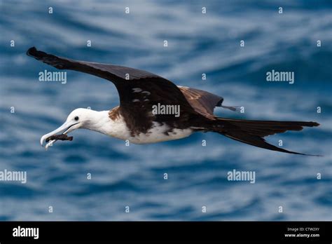 A Juvenile Magnificent Frigatebird Fregata Magnificent Flies Over The