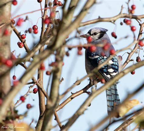 Blue Jay feeding on autumn berries Photograph by Richard Bevevino ...