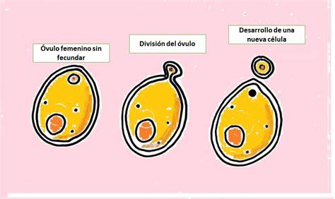 Reproduccion Asexual En Humanos