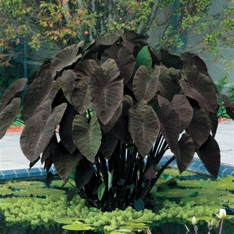 Elephant Ears Bulbs Black Magic Spring Flower Bulbs Eden Brothers