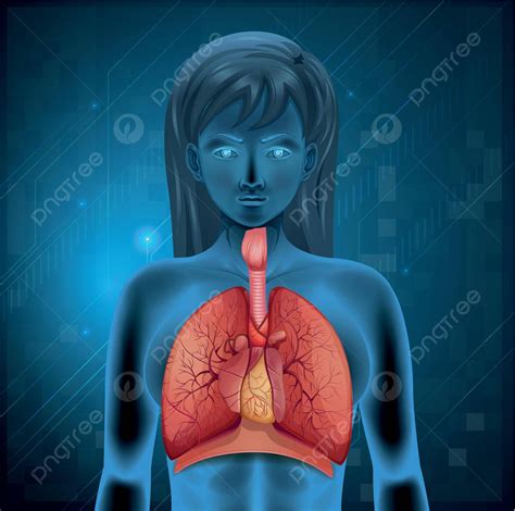 Human Respiratory System Lungs Model Pipe Vector Lungs Model Pipe 2990