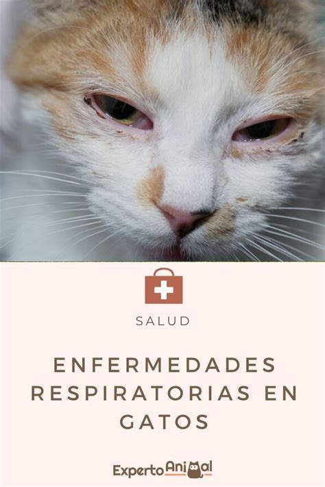 Enfermedades RESPIRATORIAS en GATOS Síntomas y Tratamientos Gatos