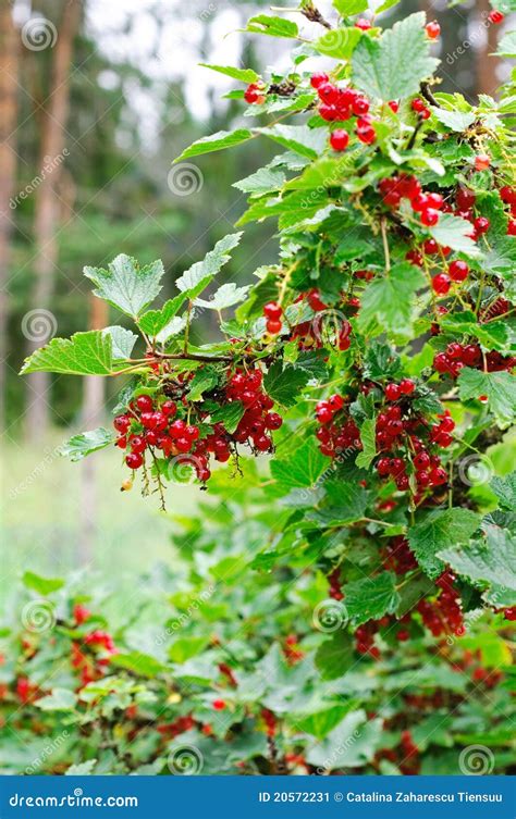 Red Currant Bush Stock Image | CartoonDealer.com #26162875