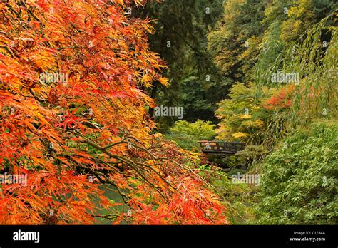 Fall Season at Portland Japanese Garden in Oregon Stock Photo - Alamy