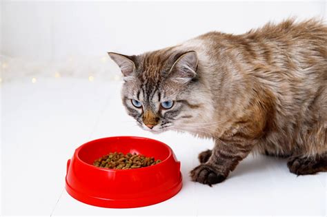 Best Cat Food Alternatives – Emergency Food Alternatives - The Fit Pets