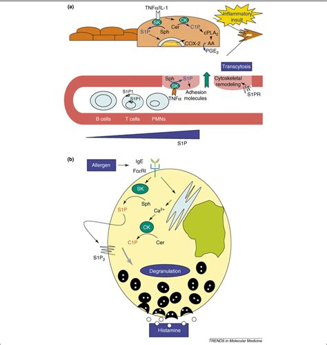 Role Of Sphingosine 1 Phosphate And Ceramide 1 Phosphate In Download Scientific Diagram