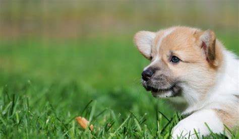 How to Crate Train a Corgi Puppy | Wag!