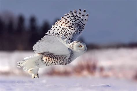 Snowy Owl Flying Wallpaper