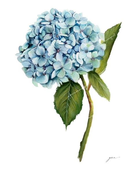 Hydrangea Botanical Art Print Various Sizes — Grace Manning Art