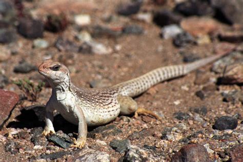 Desert Iguana