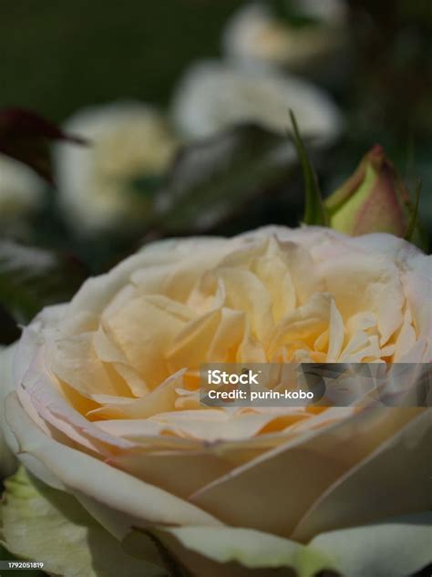 White Rose Stock Photo Download Image Now Beauty Bouquet Bunch Of