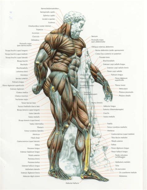 Frederic Delavier Anatomy Reference Anatomy For Artists Muscle Anatomy