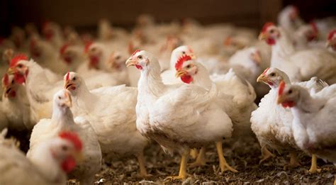 Инкубационное яйцо Бройлера РОСС 308 (Польша) - Частный Инкубатор ...