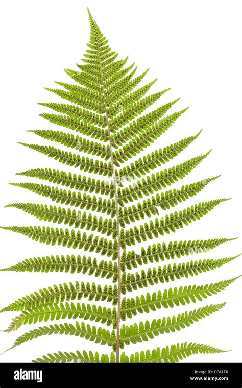 Fern Seed Hi Res Stock Photography And Images Alamy