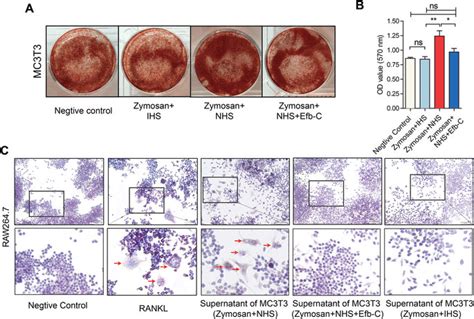 Complement Activation Enhanced Osteoblastogenesis And Osteoclastic