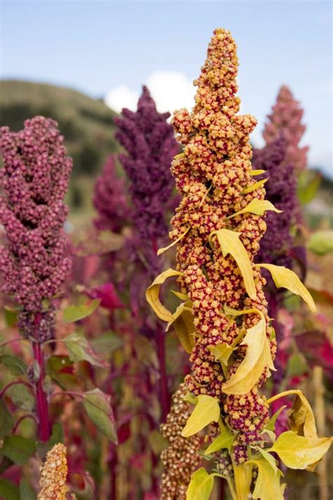 Quiet Corner:Quinoa Growing Guide - Quiet Corner