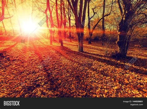 Sunset Autumn Forest. Image & Photo (Free Trial) | Bigstock