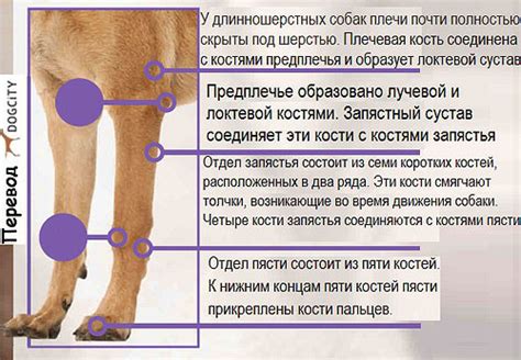 У Собаки Болят Лапы Суставы — Buy-artox.ru