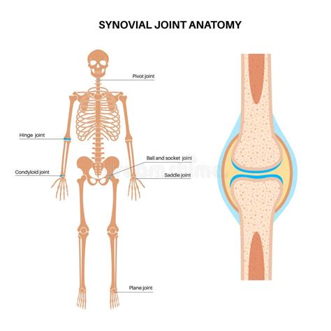 Synovial joint poster stock illustration. Illustration of human - 307783297