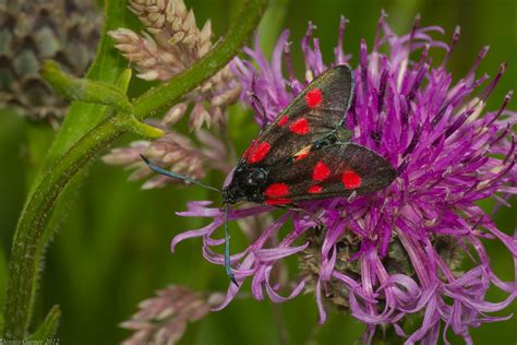 Five Spot Burnett Zygaena Trifolii Badbury Rings Sout Flickr