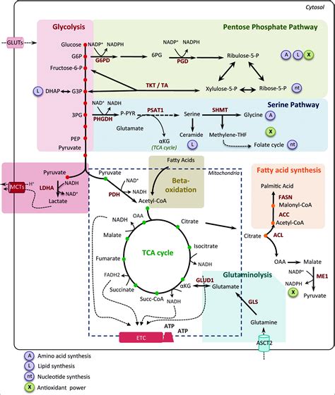 Heterogeneity In Cancer Metabolism New Concepts In An Old Field