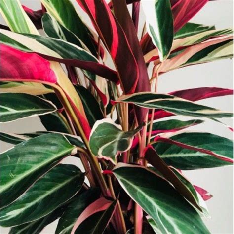 Jual Tanaman Hias Indoor Calathea Maranta Bali Merah Putih Shopee