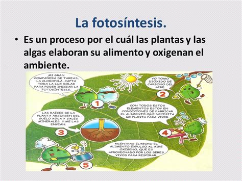 Diferencias Y Semejanzas Entre Plantas Acuaticas Y Terrestres Plant Blog