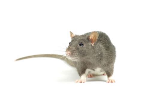 What Diseases Are Spread By Rats Rat Control