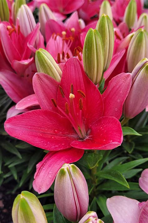 lily  tiny toons lily lilium tiny toons  winnipeg whyte