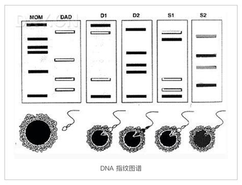 毛细管电泳在 Dna 指纹图谱分析中的应用