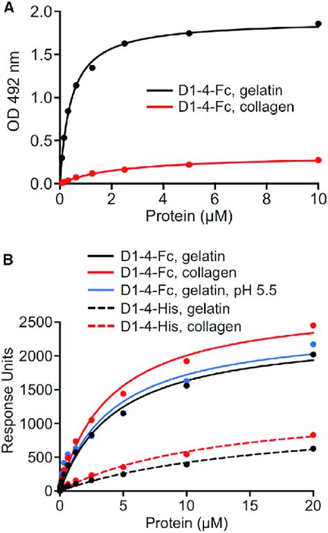 Collagen Binding By Endo D A Solid Phase Assay Of D Fc