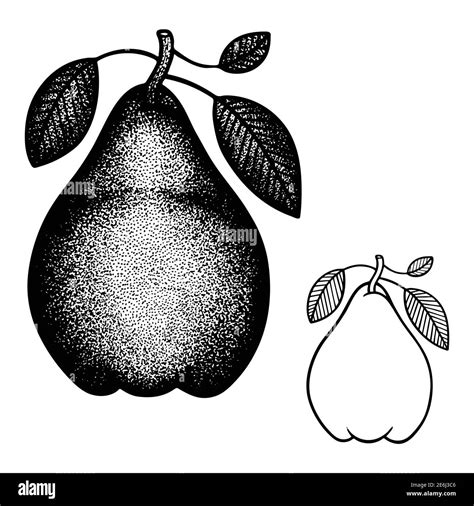 Pears Hand Drawn Vintage Style Vector Illustration Engraving Retro