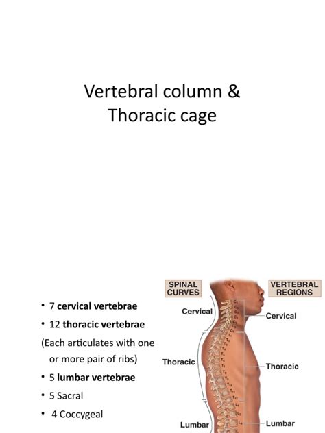 1.thoracic Cage | PDF | Thorax | Thorax (Human Anatomy)